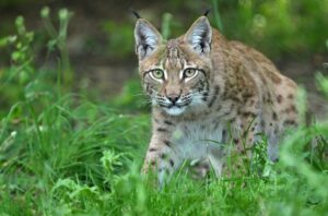 Die ausgewilderten Luchse im Thüringer Wald fühlen sich offenbar wohl. (Archivbild)