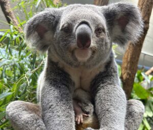 Wer genau guckt, kann den Koala-Nachwuchs in der Wilhelma entdecken. Ganz vorsichtig strecken die jungen Tiere Köpfchen und Beinchen aus dem Beutel der Mama.