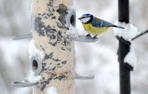 In gut konstruierten Futterhäuschen ist die Nahrung besser vor Vogelkot, Wind und Regen geschützt als in anderen. (Archivbild)