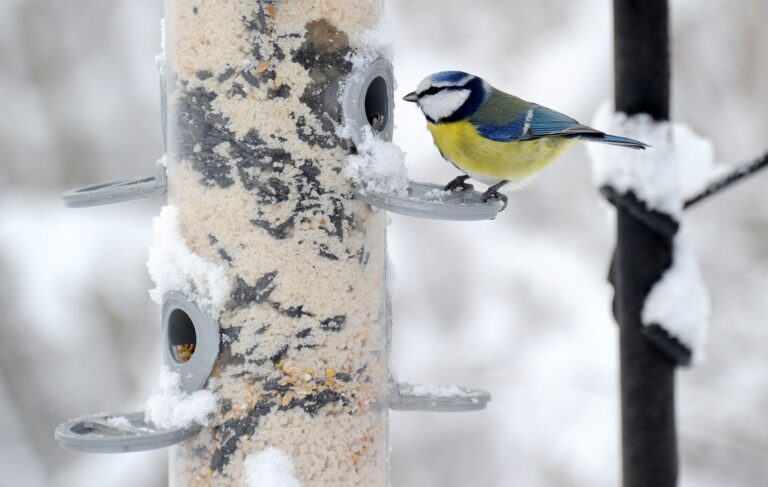 In gut konstruierten Futterhäuschen ist die Nahrung besser vor Vogelkot, Wind und Regen geschützt als in anderen. (Archivbild)  Foto: picture alliance / dpa