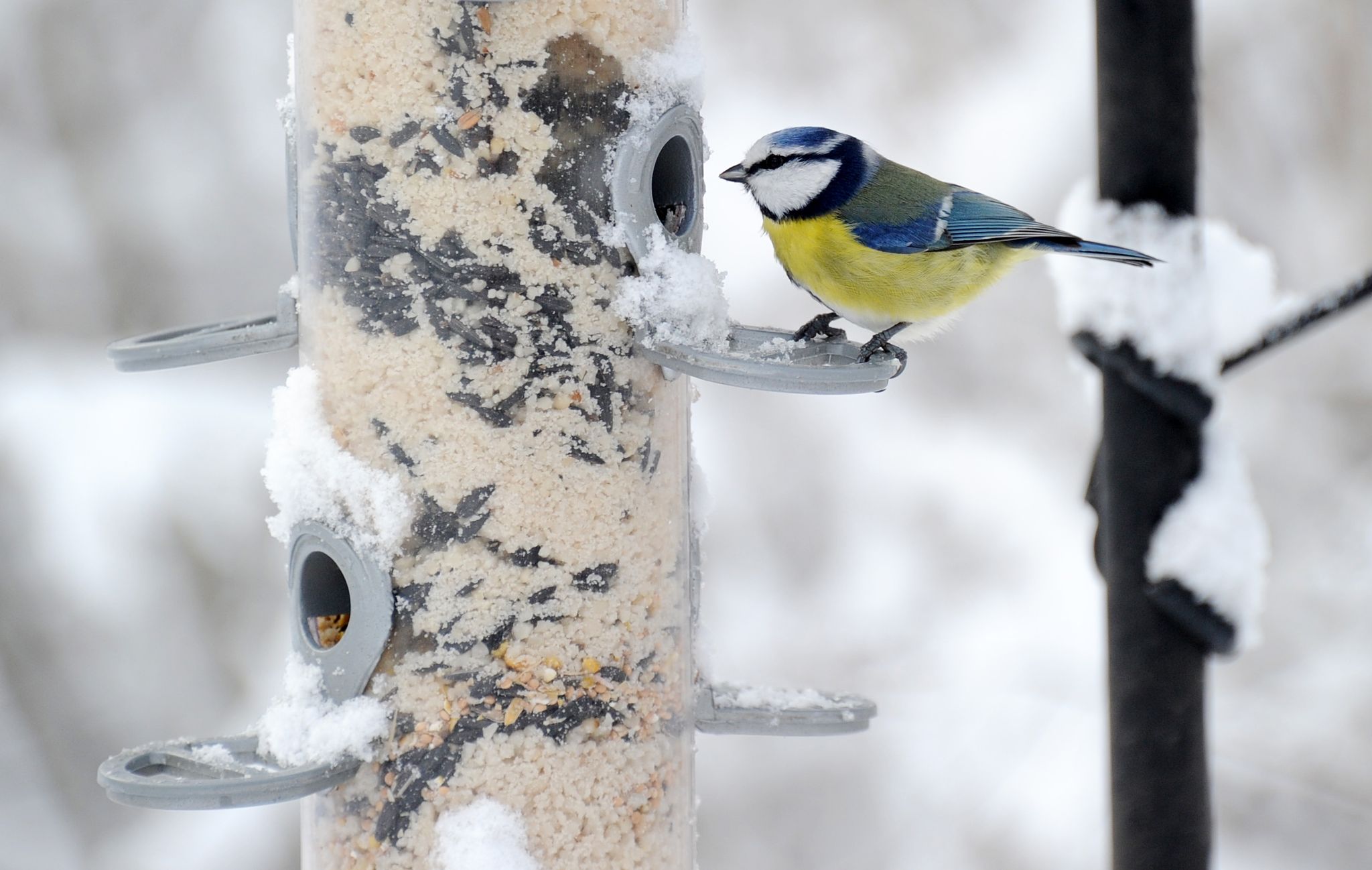 Winterzeit für Vögel: Füttern ja, aber nachhaltig