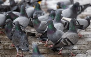 Für Menschen ist die Krankheit ungefährlich. (Symbolbild)