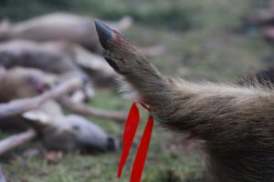 Nach den Jagden geht es auch um die Vermarktung des Wildbrets.