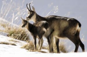 Gämsen im Winter: Schonzeit verkürzt (Archivbild)