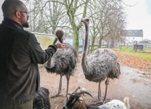 Auch die Strauße müssen wegen der Vogelgrippe getötet werden.