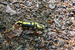 Ein Feuersalamander ist auf dem Urwaldsteig am Edersee unterwegs. Ein für diese Tiere tödlicher Hautpilz ist nun auch im Nationalpark Kellerwald-Edersee angekommen. (Archivbild)