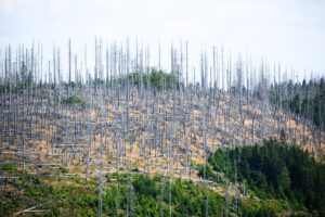 Schädlinge wie der Borkenkäfer, Trockenheit und Klimawandel setzen dem deutschen Wald schwer zu. (Archivbild)