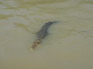 In Indonesien hat ein Krokodil eine Frau getötet. (Symbolbild)