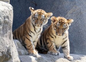 Im Zoo in Köln gab es erstmals seit elf Jahren zwei Jungtiere bei den Amurtigern. (Archivbild)