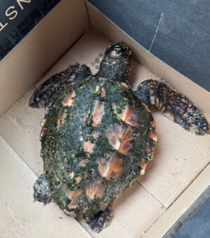 Urlauber haben eine seltene Schildkröte an einem Strand auf der Nordsee-Insel Sylt gefunden.