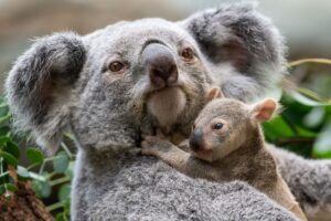 Die kleinen Baby-Koalas haben ihre Beutel verlassen.