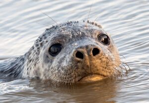 Auf Helgoland gibt es in diesem Winter viel Kegelrobben-Nachwuchs. (Symbolbild)