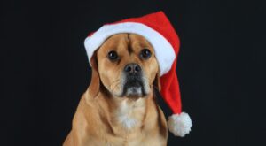 Viele Weihnachtsleckereien sind für Hunde leider tabu: Schokolade, Rosinen, Zimt und alkoholhaltige Speisen können für sie gesundheitsschädlich sein.