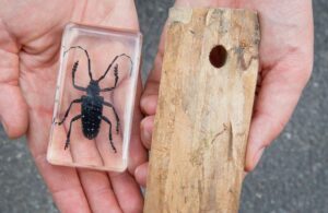 Der Asiatische Laubholzbockkäfer wird nicht mehr in Bayern nachgewiesen. (Archivbild)