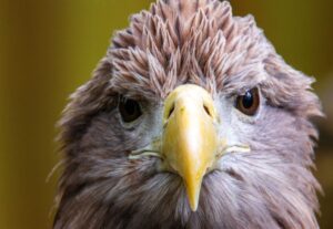 Dem Seeadler geht es inzwischen wieder besser. (Archivbild)