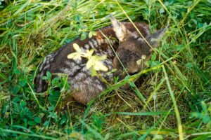 67 Drohnen wurden für die Rettung von Rehkitzen und anderen Wildtieren in Niedersachsen in diesem Jahr gefördert. (Symbolbild)