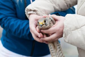 Turmfalken zählen zu den Vögeln, die 2024 besonders häufig in der Vogelschutzwarte Seebach (Thüringen) aufgenommen wurden. (Archivbild)