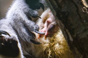 Koala-Nachwuchs in Duisburg: Das Jungtier schaut vorsichtig aus dem Beutel.