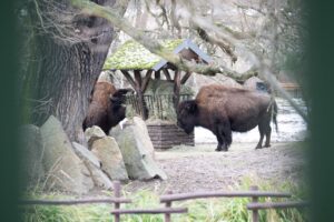 Der Tierpark hatte nach einem Ausbruch der Maul- und Klauenseuche fast drei Wochen geschlossen. (Archivbild)