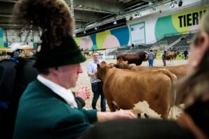 Paarhufer wie Rinder, Schweine, Schafe oder Alpakas wird es auf der Grünen Woche in diesem Jahr nicht zu sehen geben. (Archivbild)