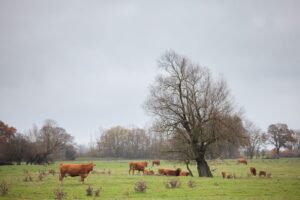 Weniger Rinder in Sachsen-Anhalt