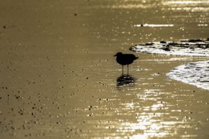 Auch im Winter lassen sich Vögel im Watt beobachten (Archivbild).