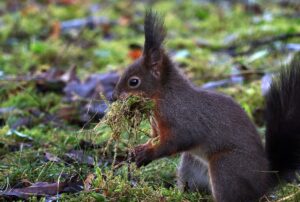 Eichhörnchen kommen flächendeckend in Bayern vor - überall dort, wo die Lebensbedingungen für sie ideal sind.