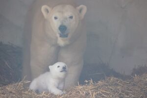 Das Eisbären-Baby ist zum ersten Mal zu sehen.