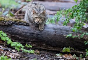 In Eberbach nahe Heidelberg entsteht der erste Wildkatzenwald Baden-Württembergs. (Symbolbild)