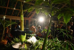 Tausende Menschen strömten in den Botanischen Garten - denn die Blütezeit dauert nicht lange.