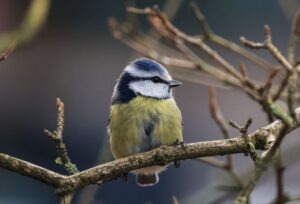 Die Aktion «Stunde der Wintervögel» ruft Interessierte auf, Vögel zu zählen - zum Beispiel Blaumeisen. (Archivbild)