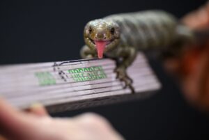 Die Wickelschwanz-Skinks im Zoo Dresden hatten 2024 Nachwuchs.