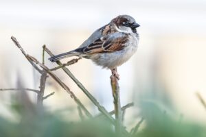 Der Haussperling ist zwar immer noch der meist gesichtete Singvogel in Niedersachsen, aber sein Bestand ist im Vorjahresvergleich um 13 Prozent zurückgegangen. (Archivbild)