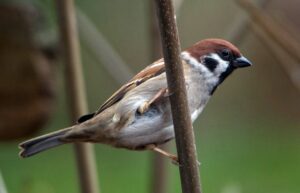 Bei der diesjährigen «Stunde der Wintervögel» wurden deutlich weniger Vögel in Gärten und Parks gezählt. Auch der Feldsperling machte sich rar. (Archivbild)