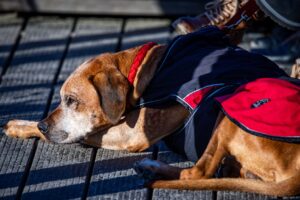 Lieber nur kurz verweilen: Hunde können im Winter schnell unterkühlen, besonders beim unbeweglichen Warten im Freien.