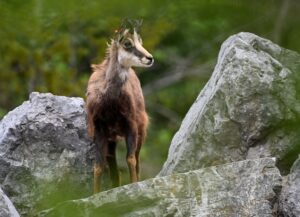 Die Verordnung der Regierung von Oberbayern zur Schonzeit in sogenannten Sanierungswäldern im Alpenraum beschäftigte den Bayerischen Verwaltungsgerichtshof. Die Richter setzten die Verordnung vorläufig außer Vollzug. (Symbolbild)