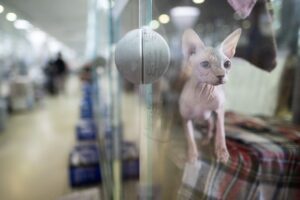 Tiere werden in Heimen umsorgt. Doch wer unterstützt die Einrichtungen? (Archivbild)