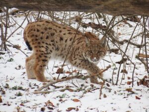 Der im Wildkatzendorf Hütscheroda in Thüringen geboren und aufgewachsene Luchs Janus ist im Nationalpark Kakalpen in Österreich ausgewildert worden.