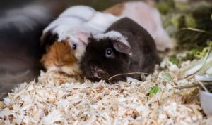 Meerschweinchen sind eher selten Diebesgut. Das war im Tierpark Wismar anders. Die mutmaßlichen Diebe wurden nun aber gefunden. (Symbolbild)