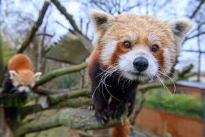 Der Zoo Magdeburg hofft auf Nachwuchs bei den Roten Pandas.