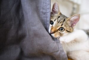 Stress bei Katzen abbauen: Gemeinsames Spielen stärkt die Bindung und reduziert Anspannung.