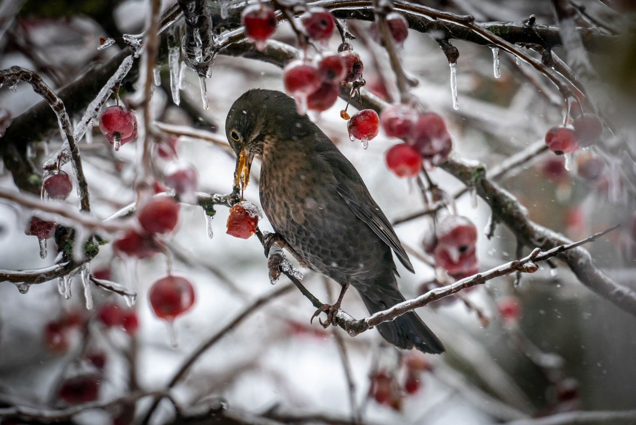 Naturschützer rufen zum Zählen der Wintervögel auf