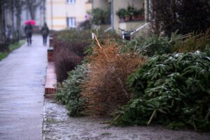 Zu spät herausgelegte Weihnachtsbäume können auch nach Ende der regulären Abholung weiter gemeldet werden. (Archivbild)