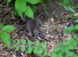 Viele Menschen haben Angst vor Ratten. (Archivbild)