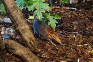 Ein Rotschulter-Rüsselhündchen schnuppert sich durch den Heidelberger Zoo.