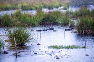 Moore sind nicht nur wichtige Wasserspeicher - sie spielen im Klimaschutz eine herausragende Rolle (Archivbild).