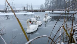 Lieber Abstand halten: Geraten Wasservögel in Panik, kostet sie die Flucht im Winter viel Energie.