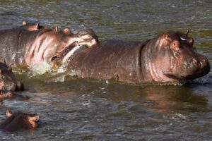 Normalerweise wirken Nilpferde wie diese in Kenia eher rundlich. (Archivbild)