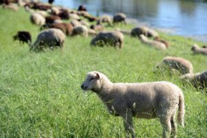 Mehr als 400 tote Schafe wurden in Magdeburg gefunden: Die Tiere waren zuvor im Rahmen der Deichpflege in Sachsen-Anhalt unterwegs. (Symbolbild)