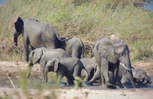 In dem knapp 20.000 Quadratkilometer großen Park können Touristen Elefanten und andere wilde Tiere beobachten. (Symbolbild)